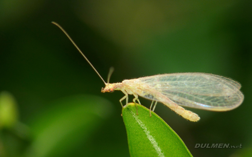 Green lacewing (Chrysoperla carnea)